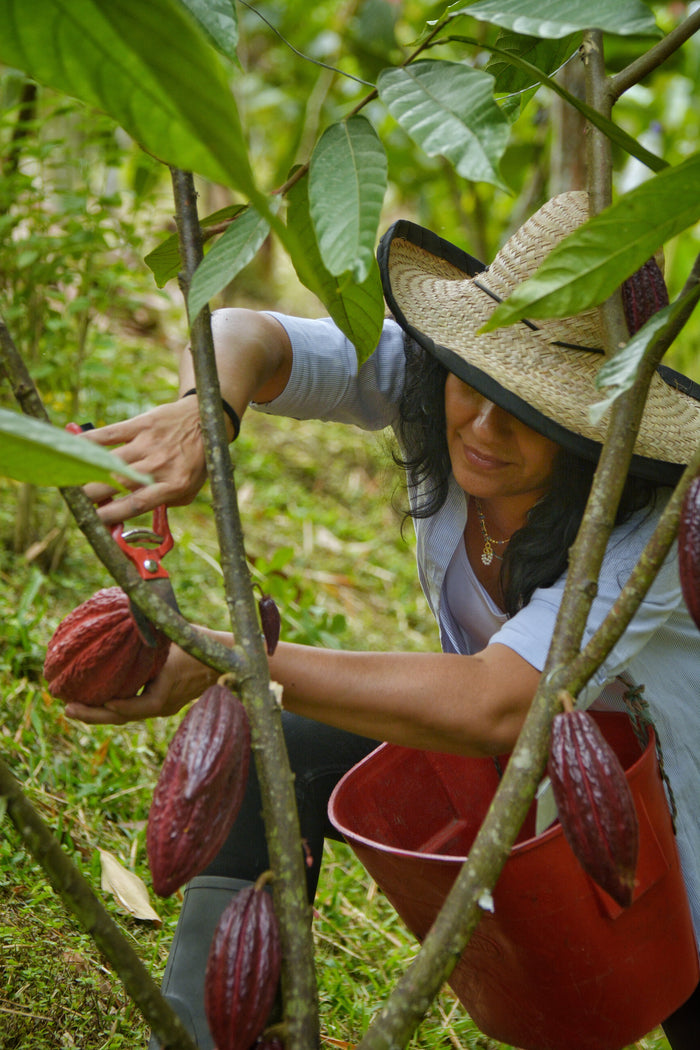 "El cacao y yo": la historia que dio origen a Somos Cacao