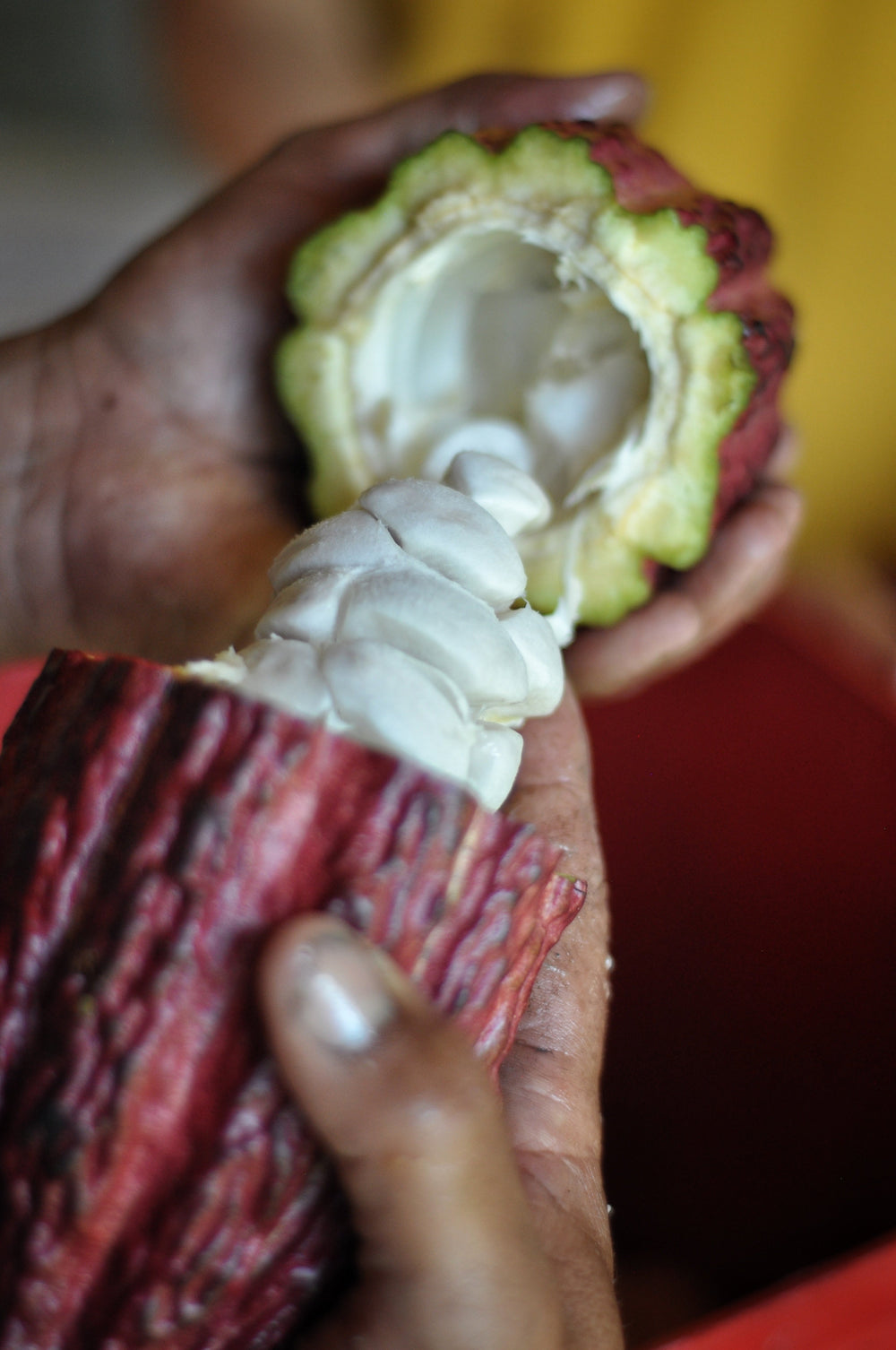 El número de oro y la flor del cacao: cuando la naturaleza inspira el diseño