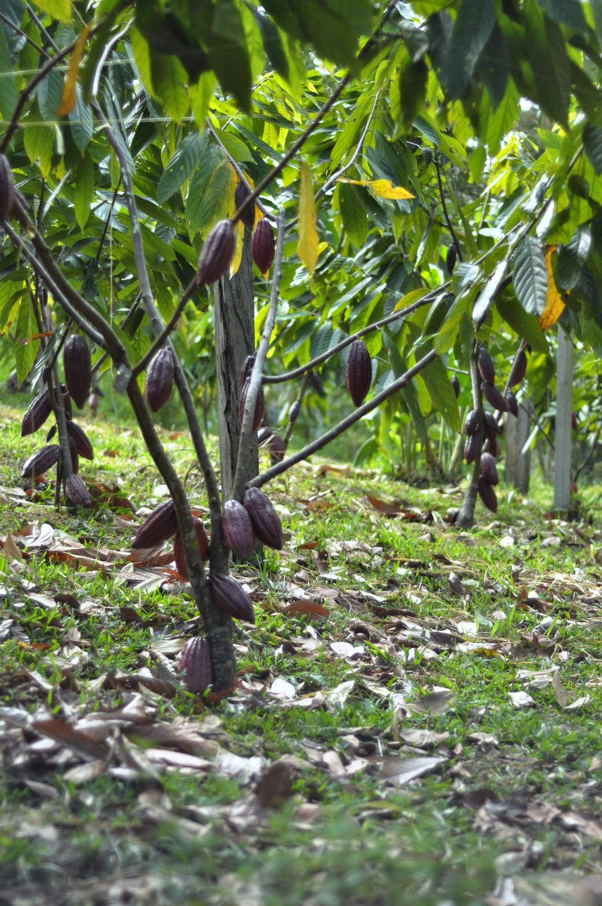 Cacaotal de Somos Cacao en Norte de Santander