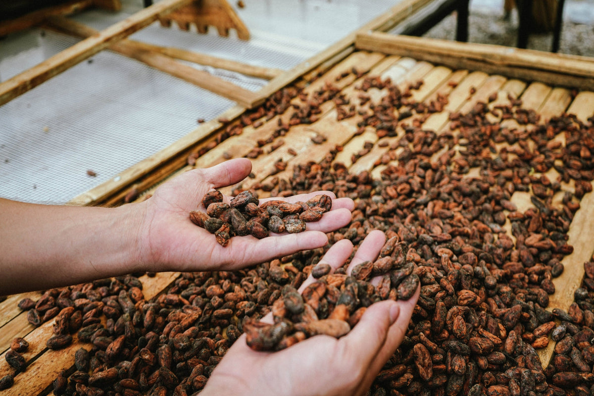 Grano de cacao seco en las manos