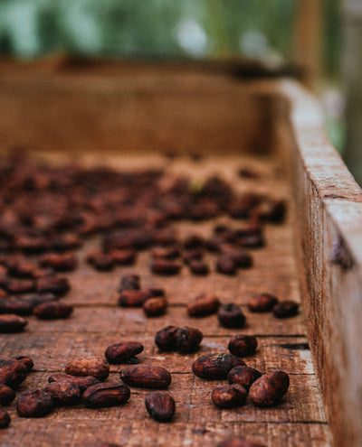 Fermentación y secado